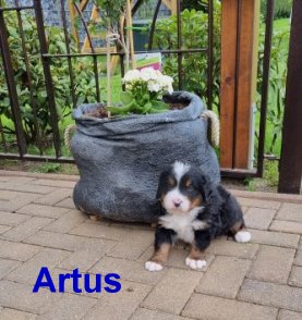 Artus-