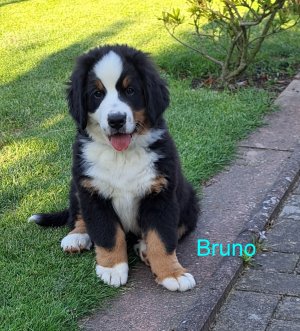 Bruno